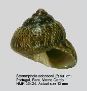 Steromphala adansonii (f) sulliottii